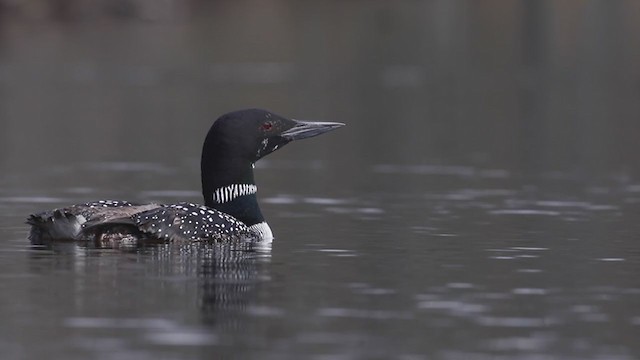 Common Loon - ML229449471