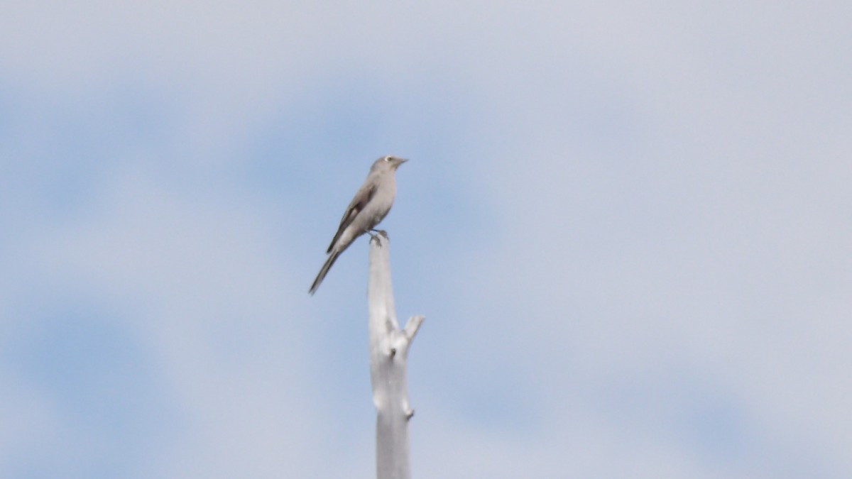 Townsend's Solitaire - ML229451941