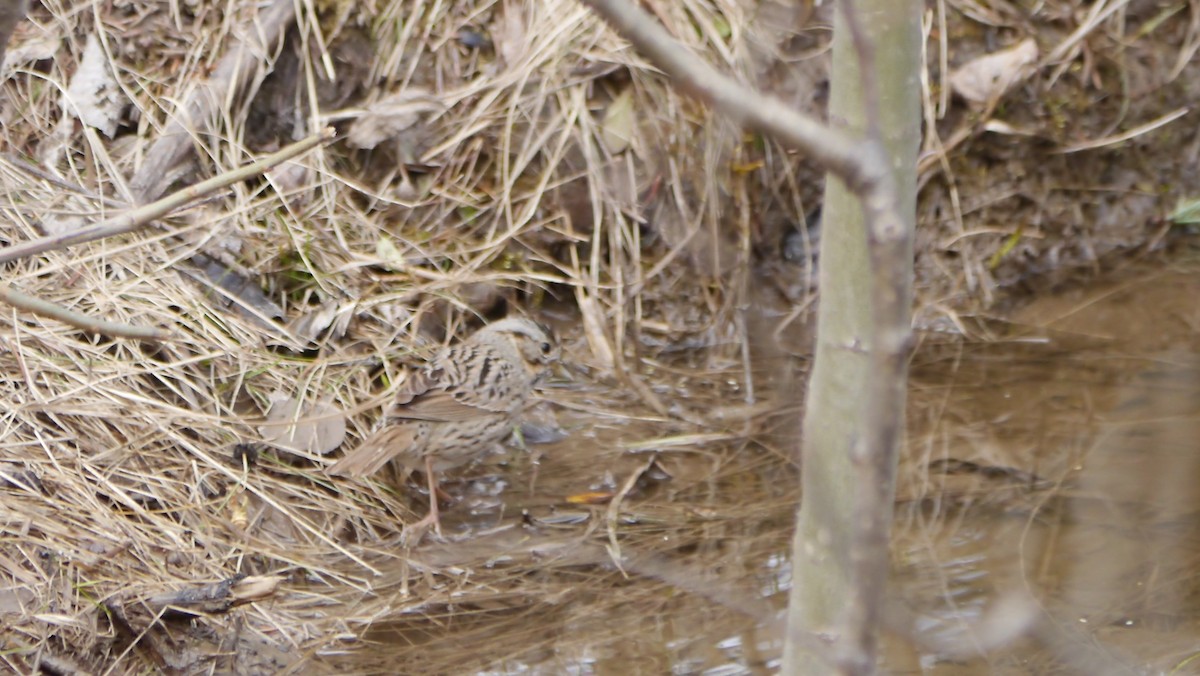 Lincoln's Sparrow - ML229452271