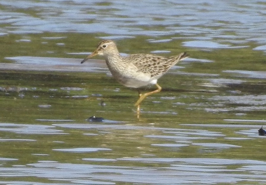 Graubrust-Strandläufer - ML229452611