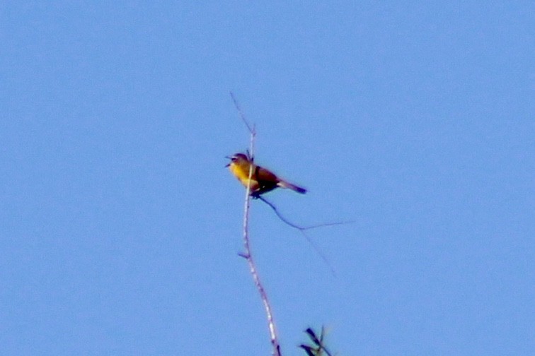 Yellow-breasted Chat - ML229455311