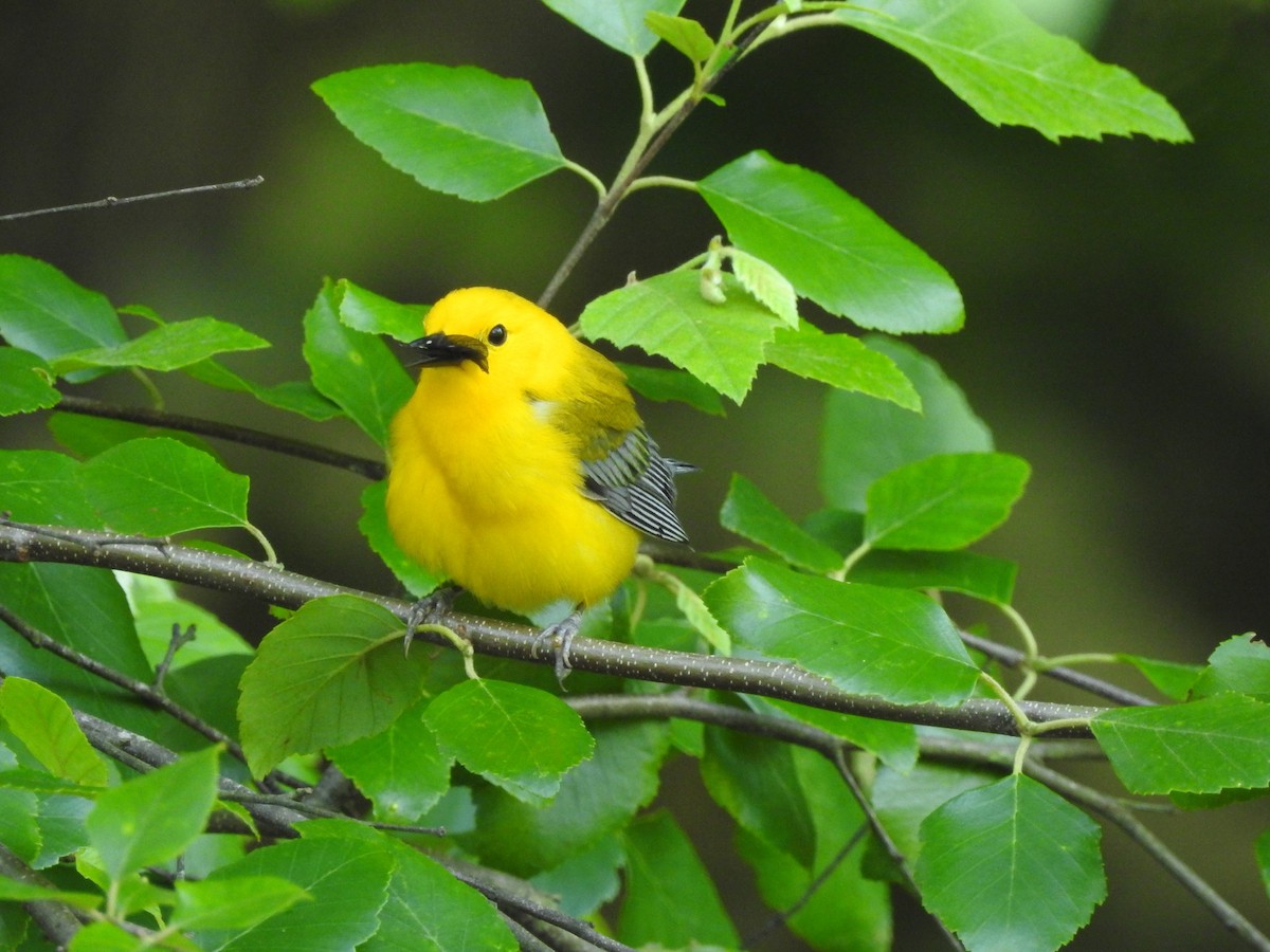 Prothonotary Warbler - P Chappell