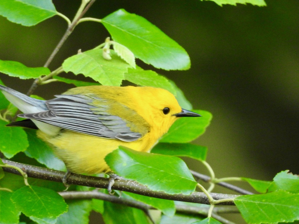 Prothonotary Warbler - P Chappell