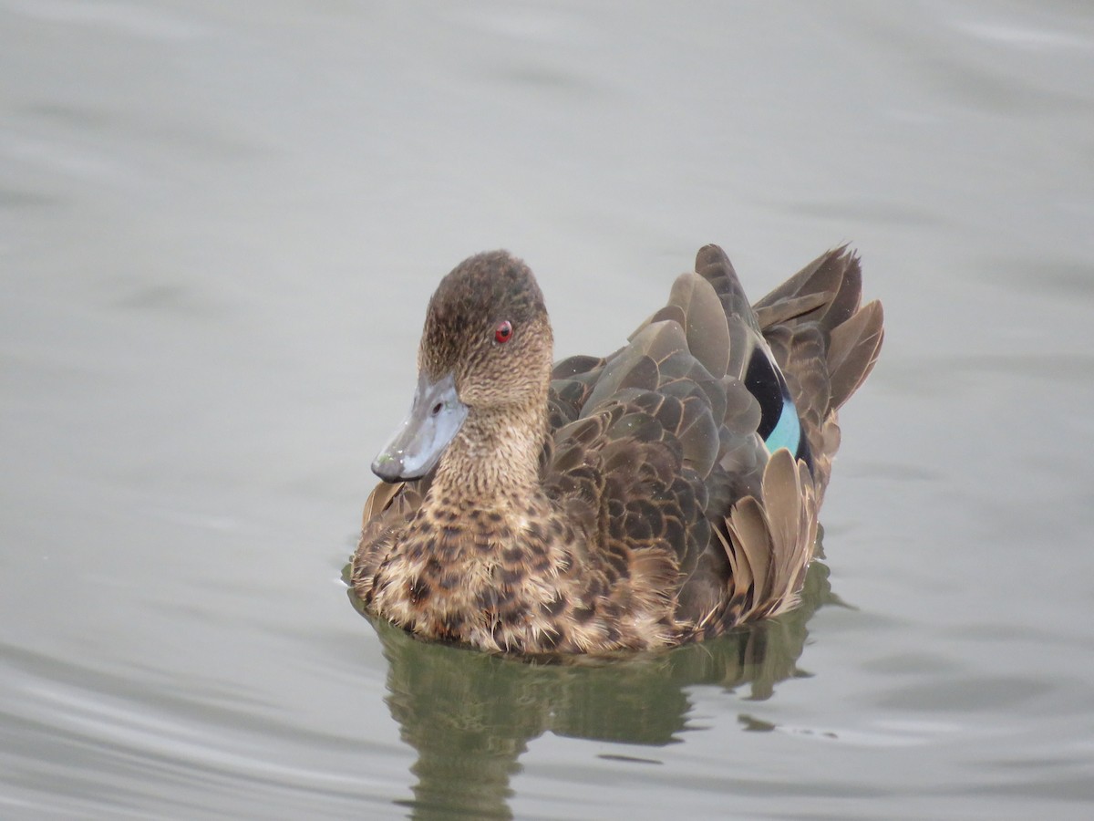 Chestnut Teal - ML229457511