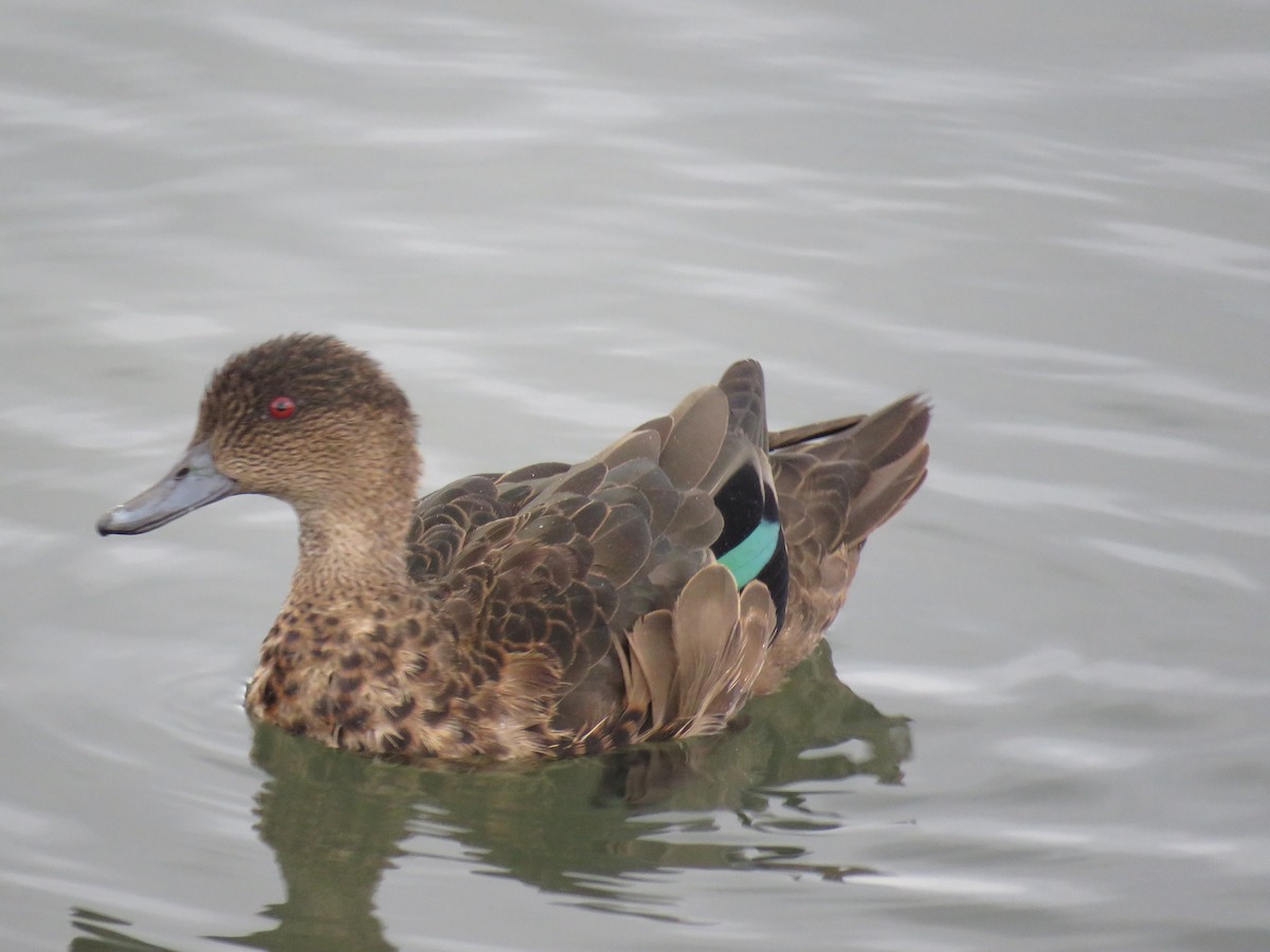 Chestnut Teal - ML229457521