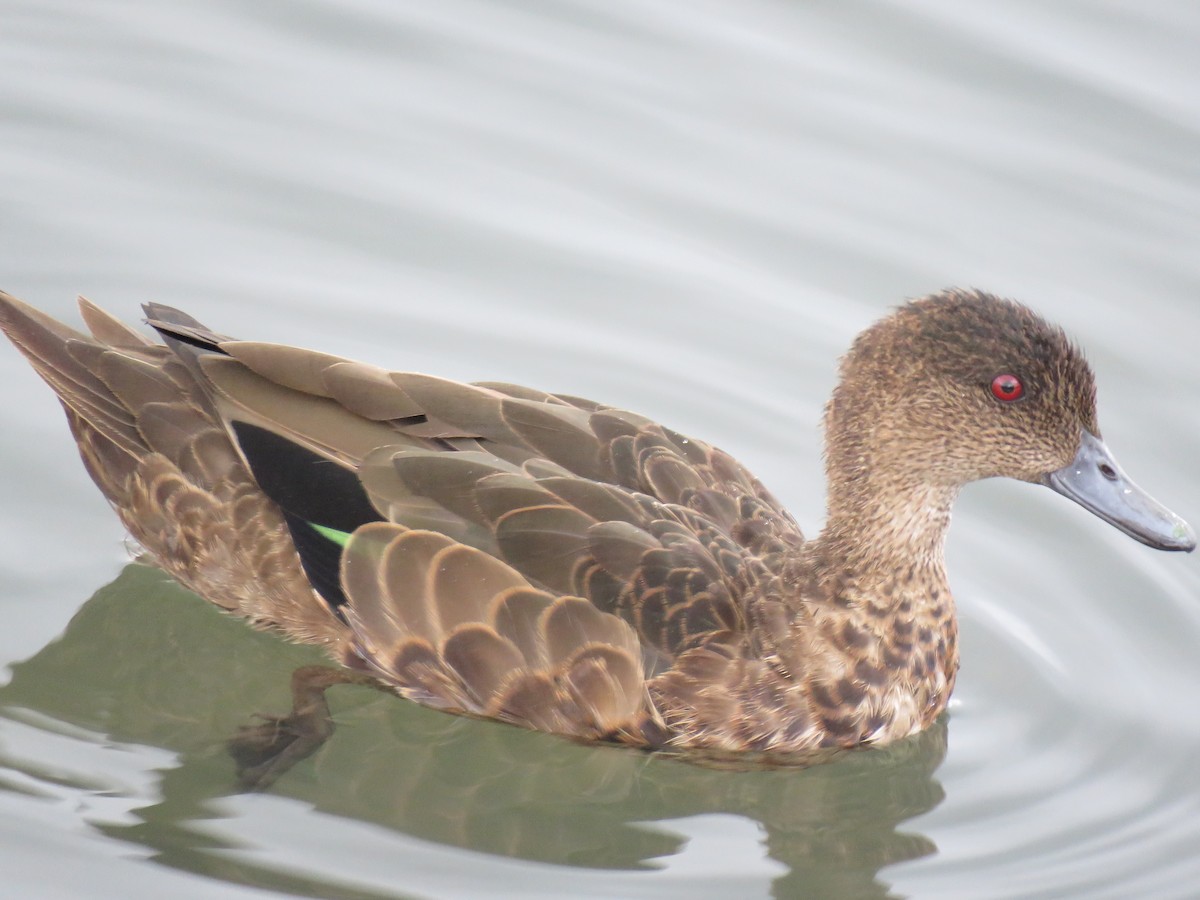 Chestnut Teal - ML229457541