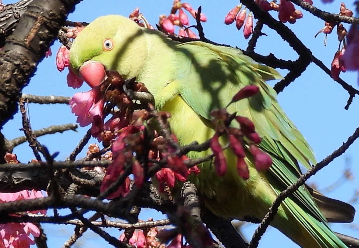 Rose-ringed Parakeet - ML229458121