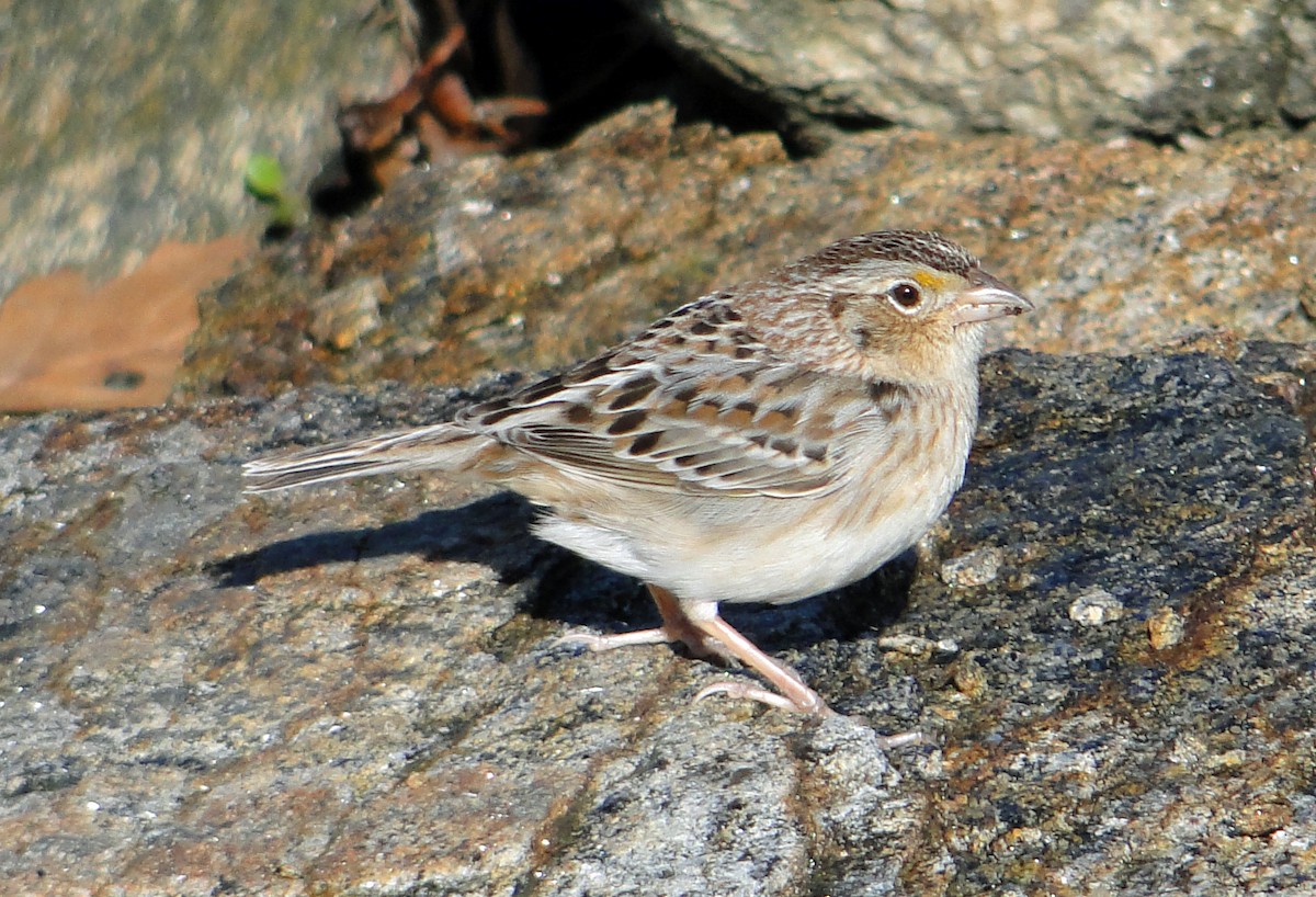 Grasshopper Sparrow - ML229460041