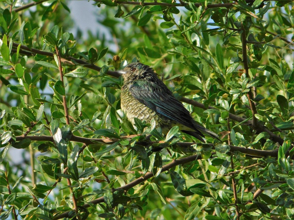 Swallow Tanager - Nicolás Bejarano