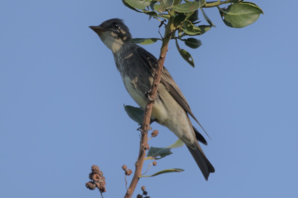 Olive-sided Flycatcher - ML229462711