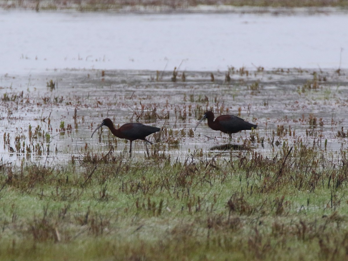Glossy Ibis - Brad Carlson