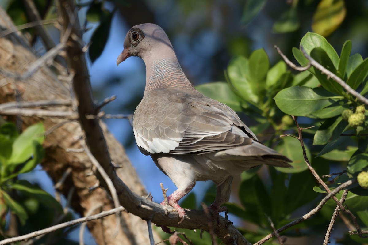 Bare-eyed Pigeon - ML229465221