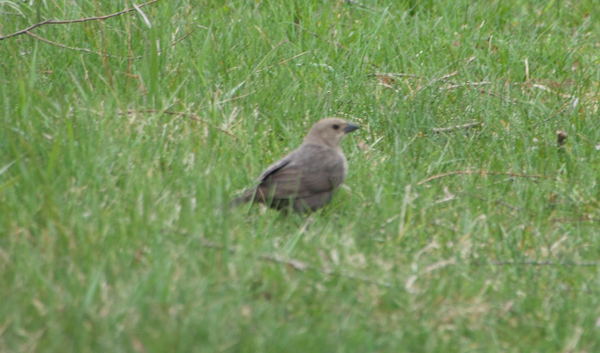 Brown-headed Cowbird - ML229466081