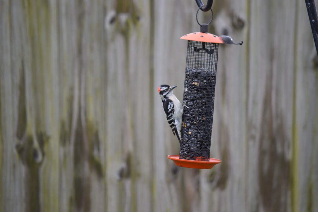 Downy Woodpecker - ML229467891