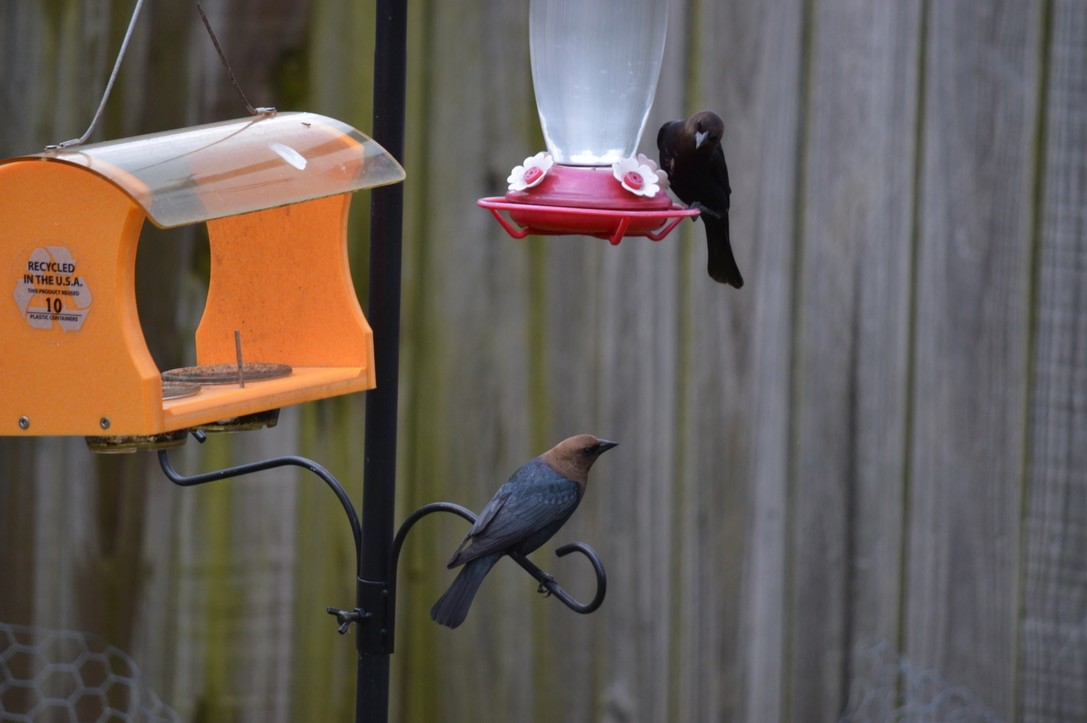 Brown-headed Cowbird - ML229468291