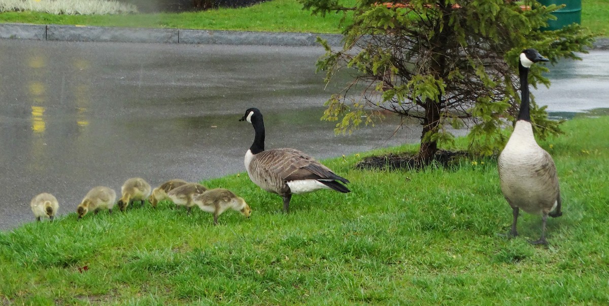 Canada Goose - ML229469731