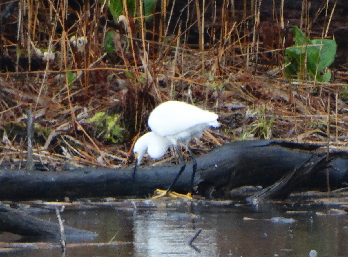 Snowy Egret - ML229470061