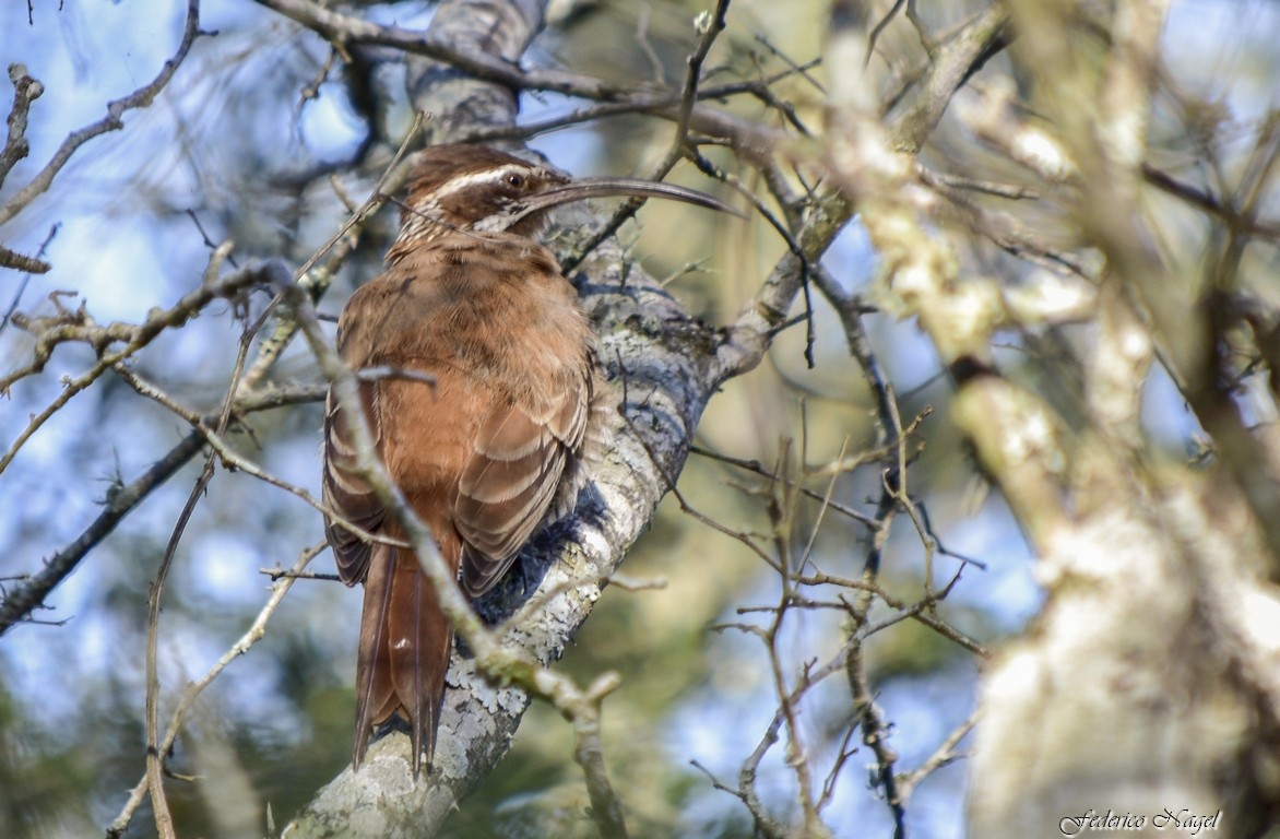 Scimitar-billed Woodcreeper - ML229470191