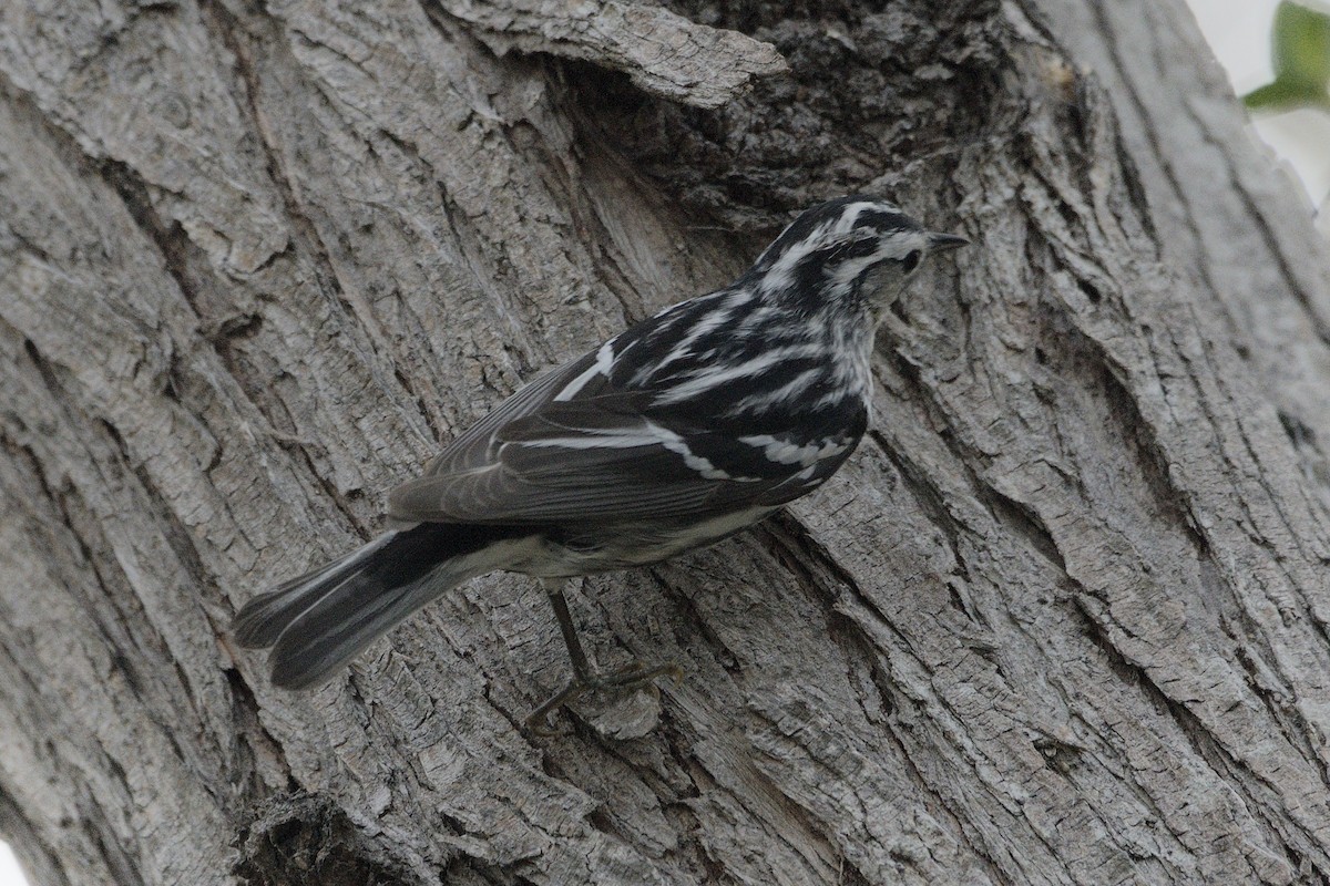 Black-and-white Warbler - ML229470911