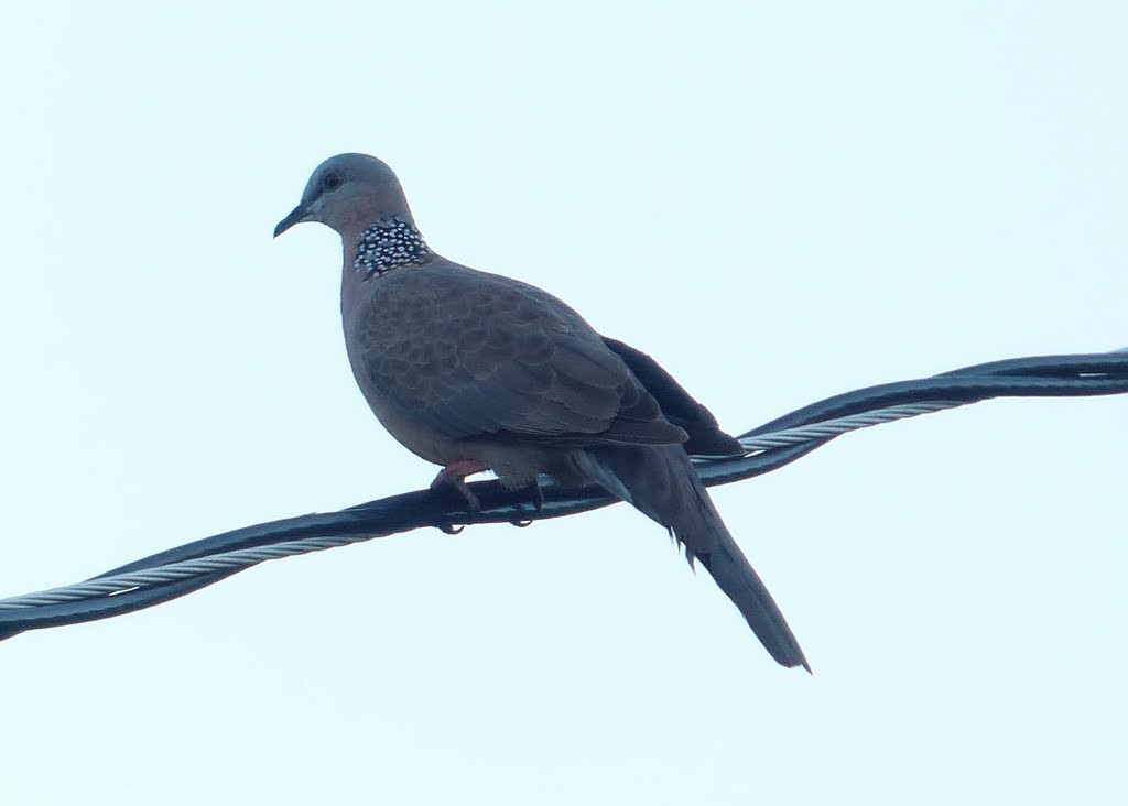 Spotted Dove - ML229471131