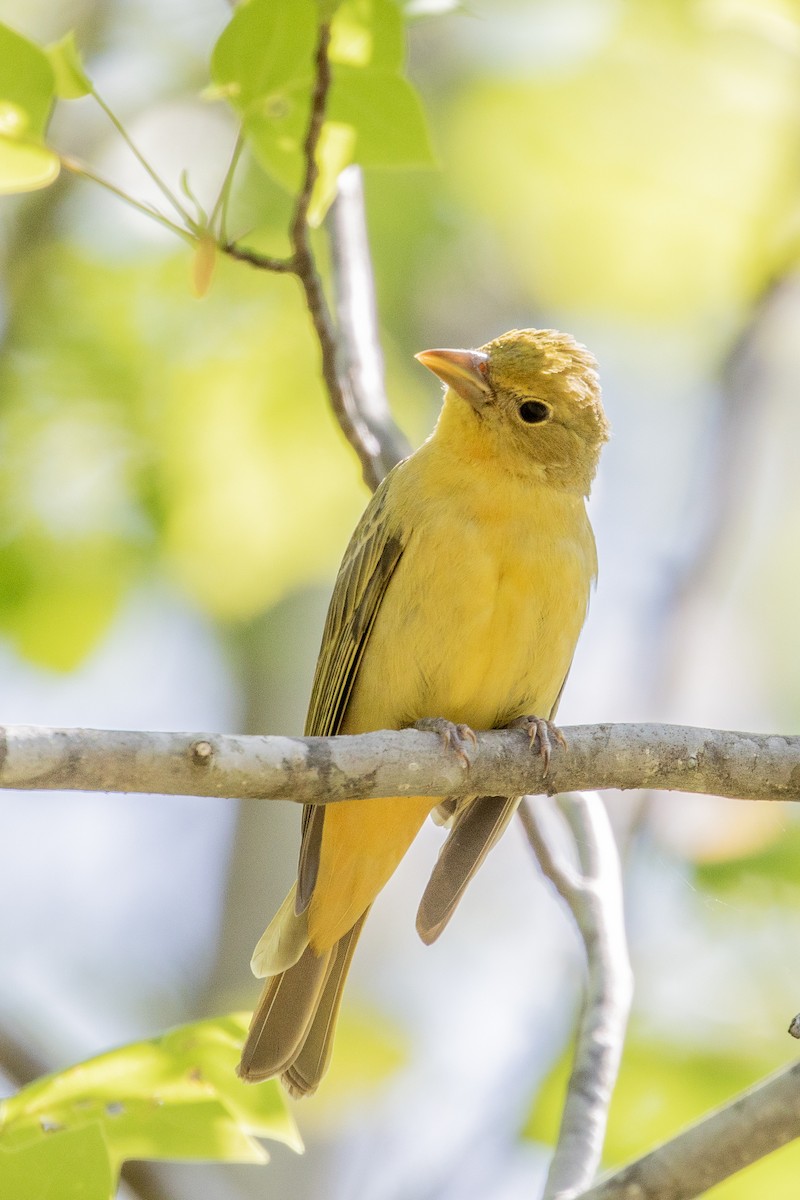 Summer Tanager - Bill Wood