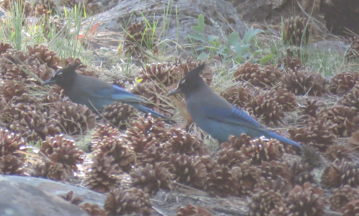 Steller's Jay - ML229471391