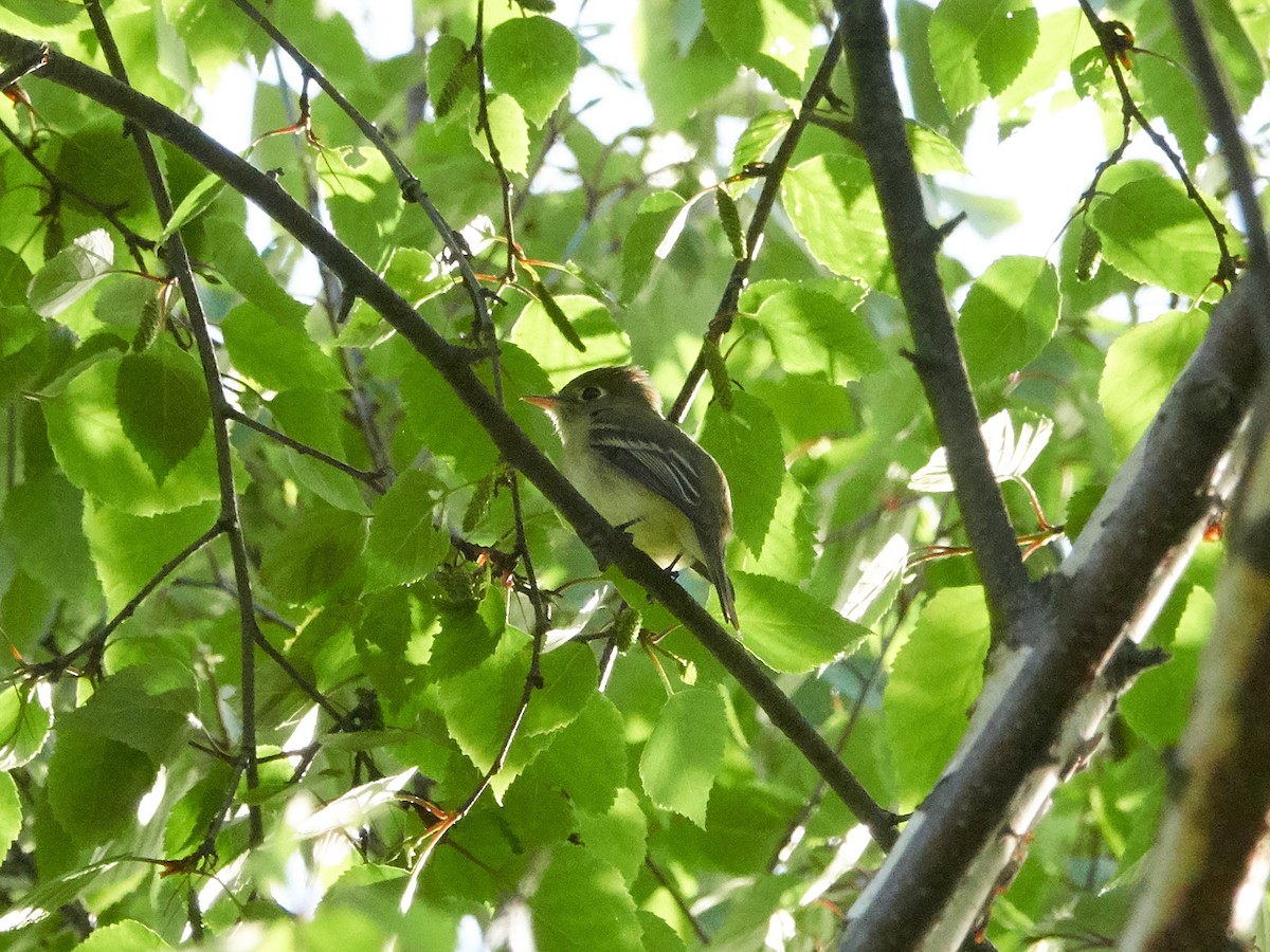 Western Flycatcher (Pacific-slope) - David Olsen