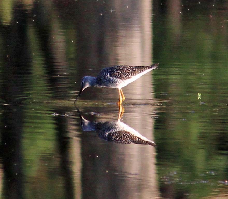 Greater Yellowlegs - ML229472861