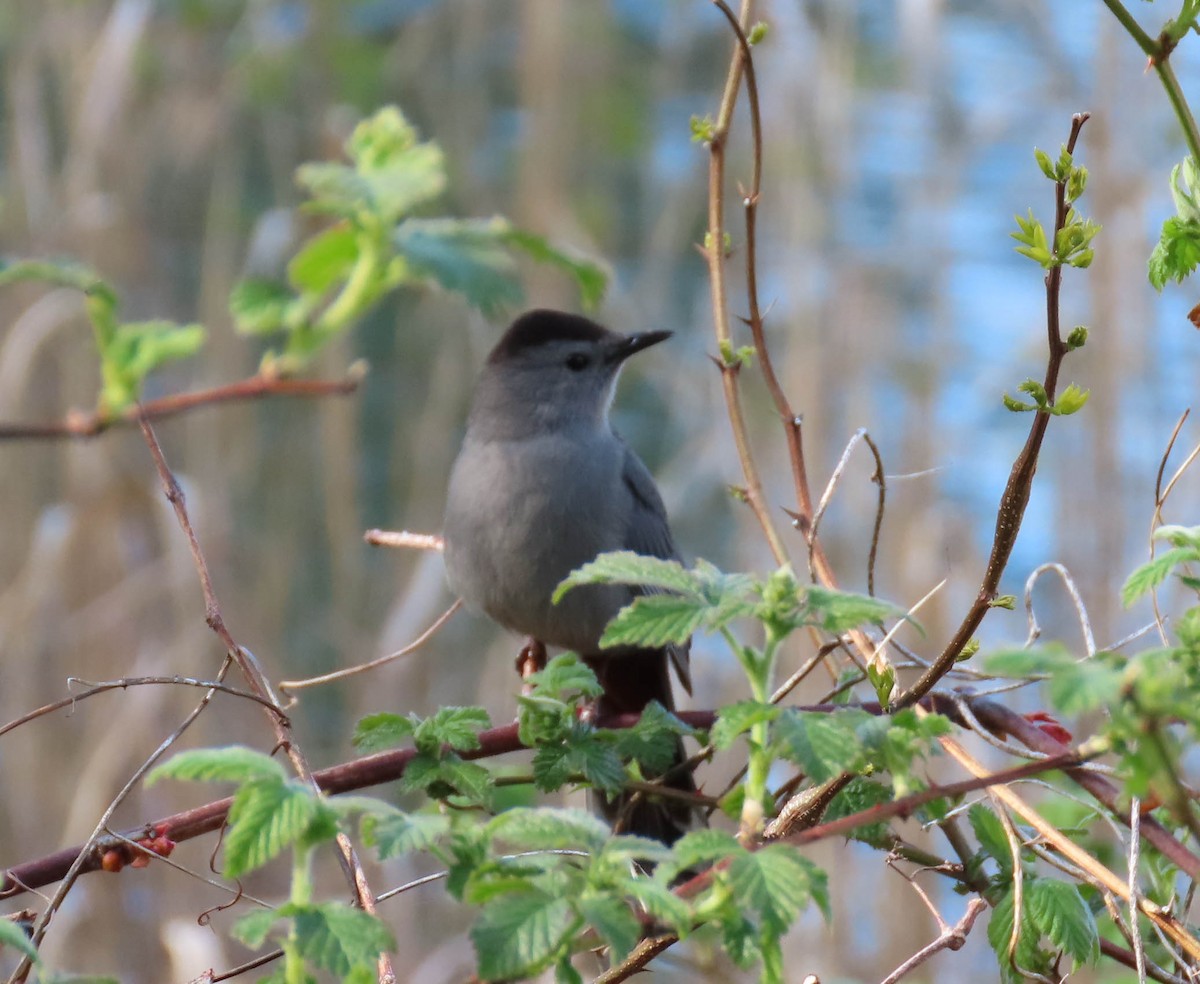 Gray Catbird - ML229472991