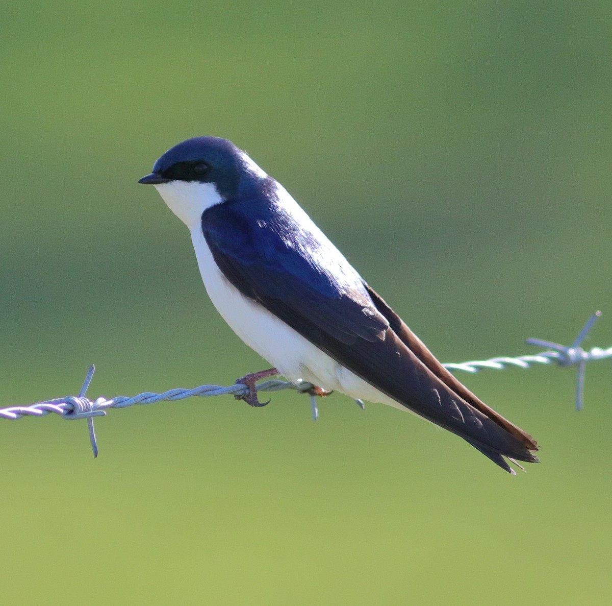 Golondrina Bicolor - ML229473141