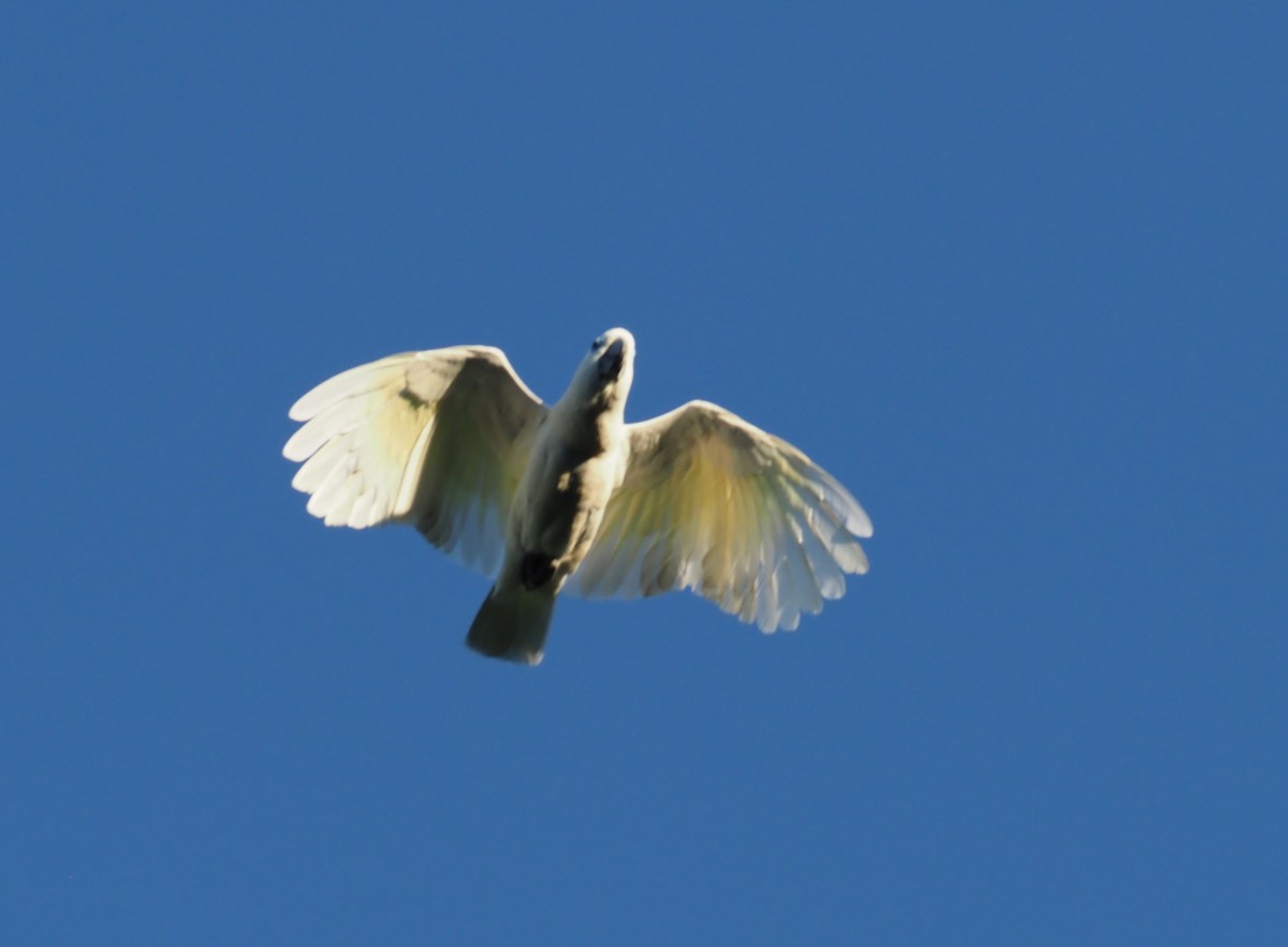 Blue-eyed Cockatoo - ML229474311