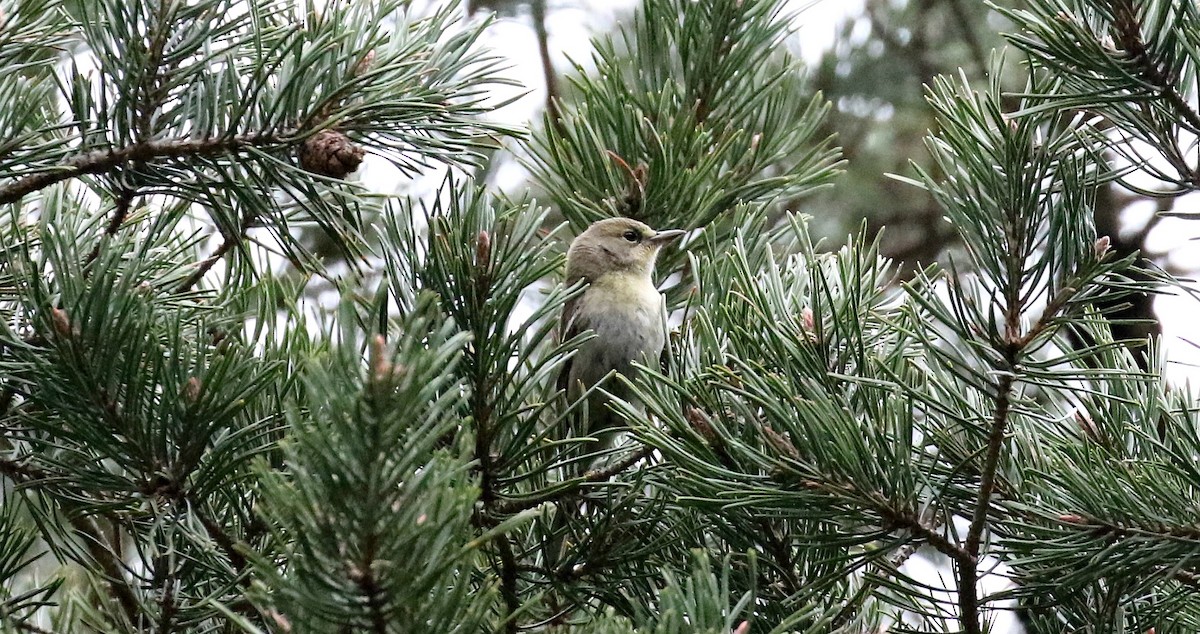 Pine Warbler - ML229478471