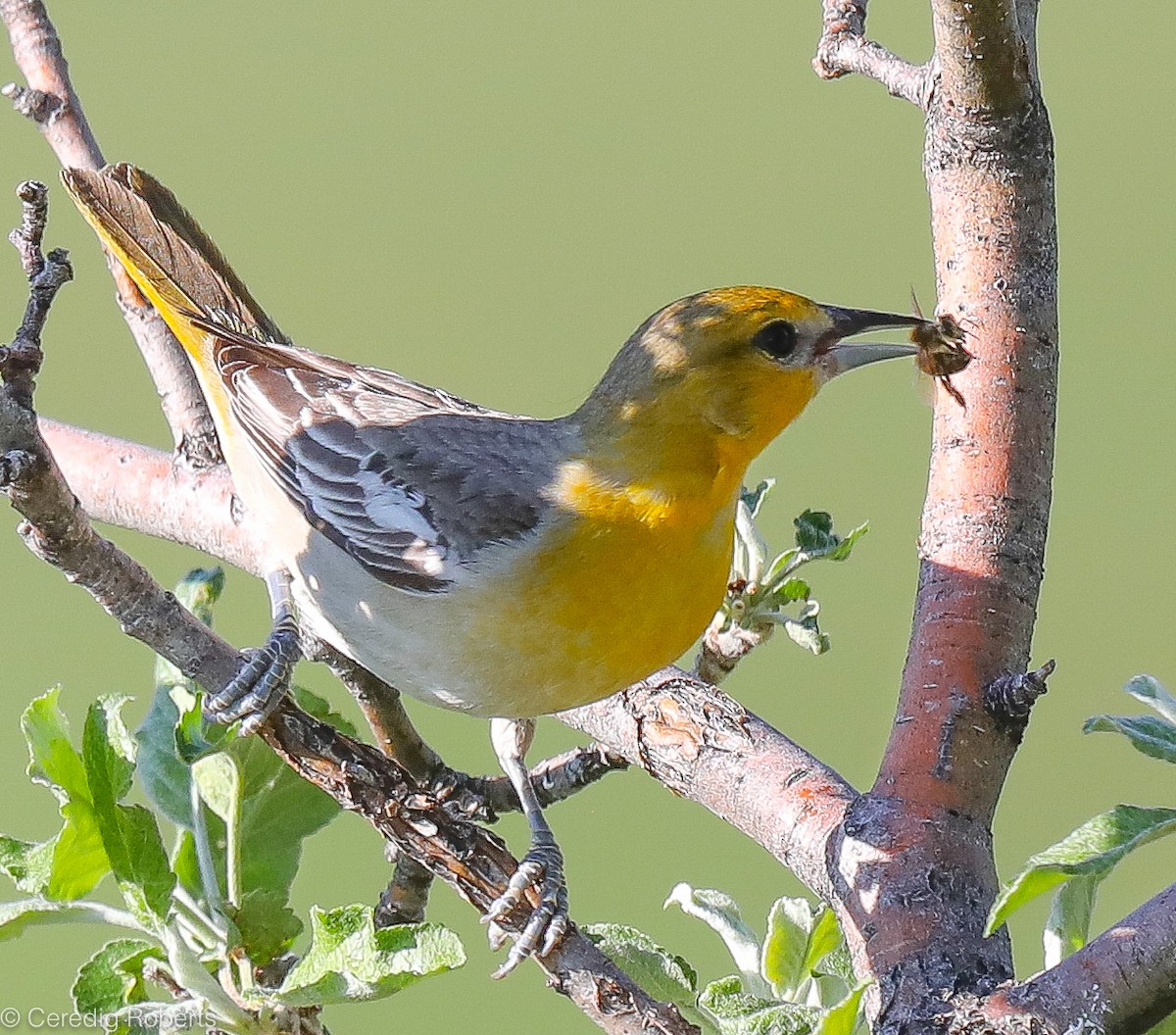 Bullock's Oriole - Ceredig  Roberts