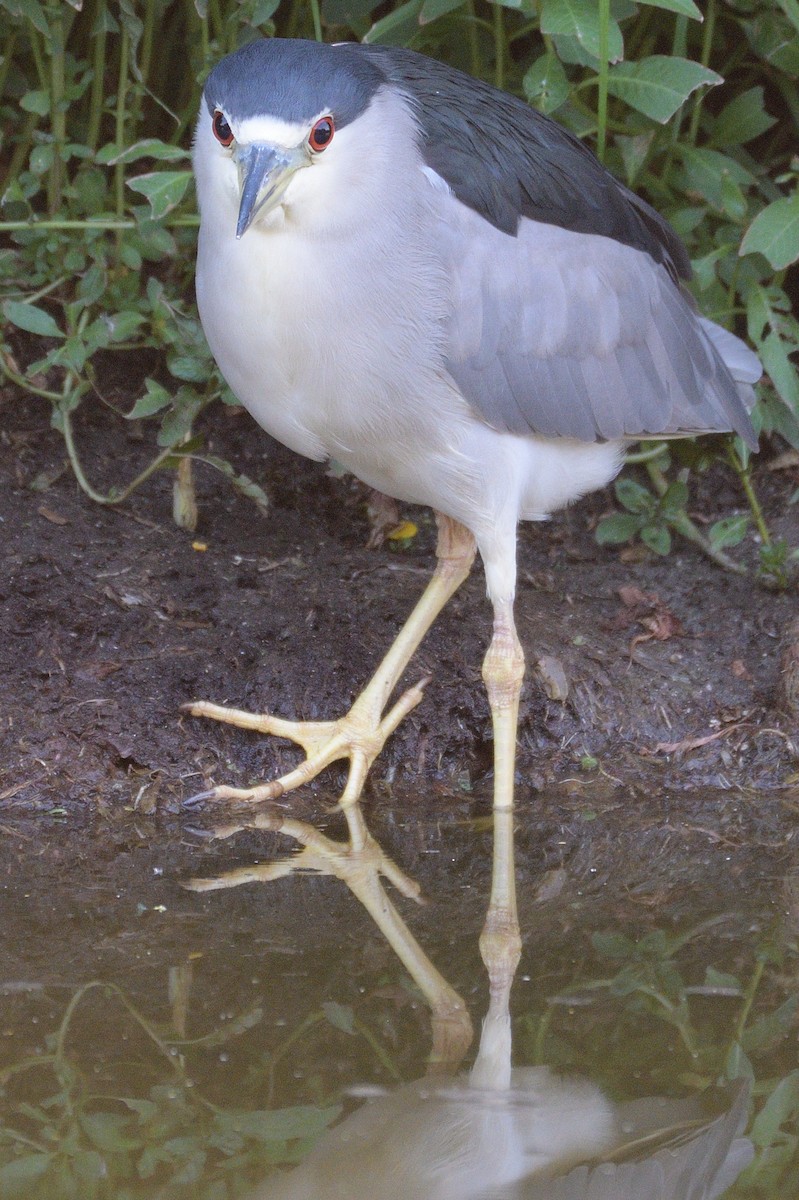 Black-crowned Night Heron - ML229480341