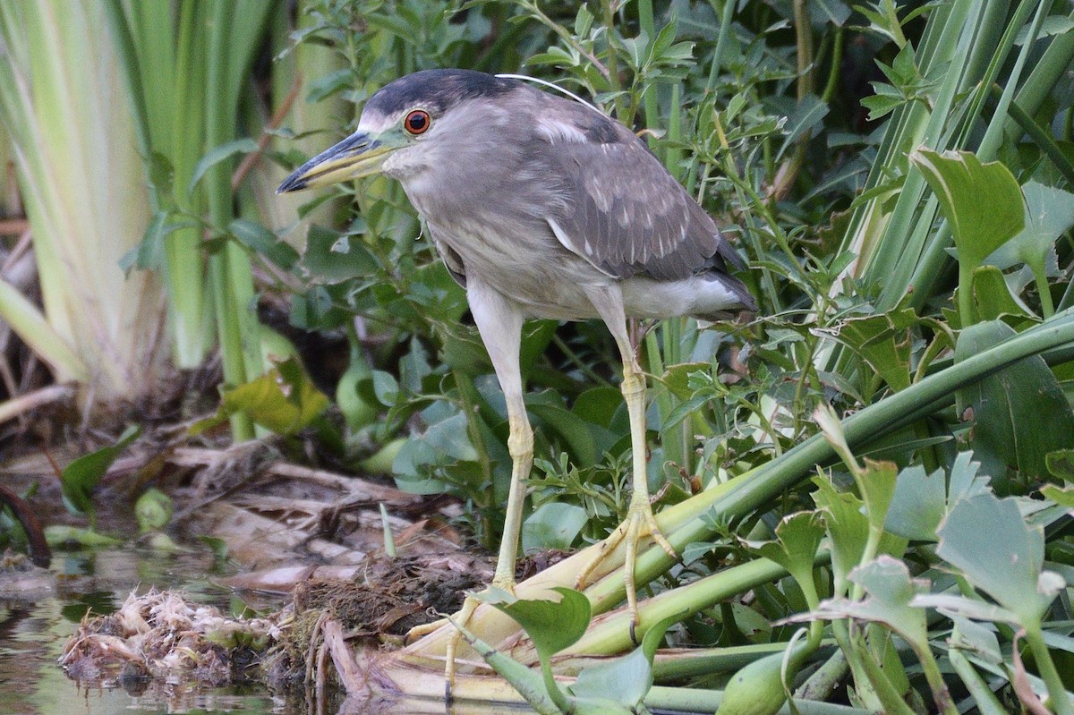 Black-crowned Night Heron - ML229481191