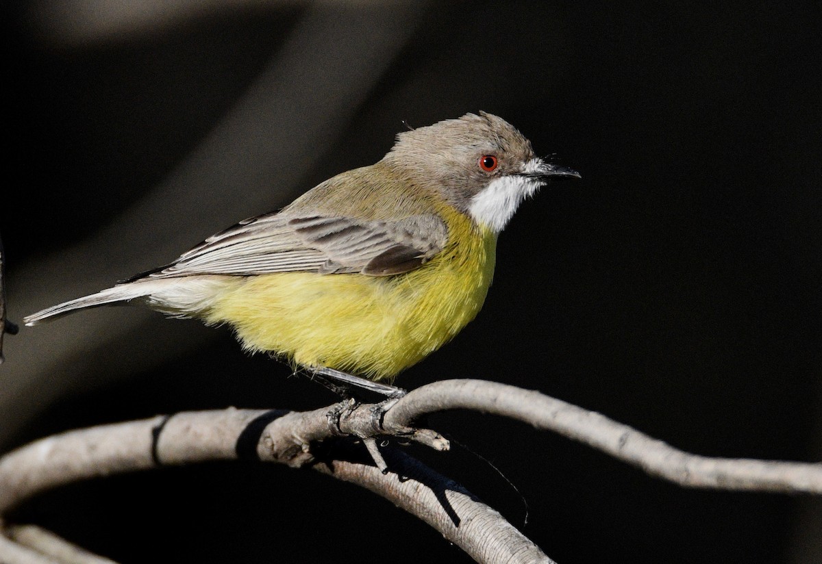 White-throated Gerygone - Michael Daley