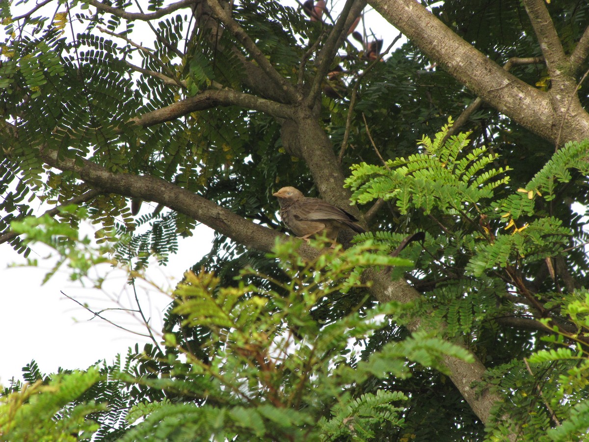 Yellow-billed Babbler - ML229487181