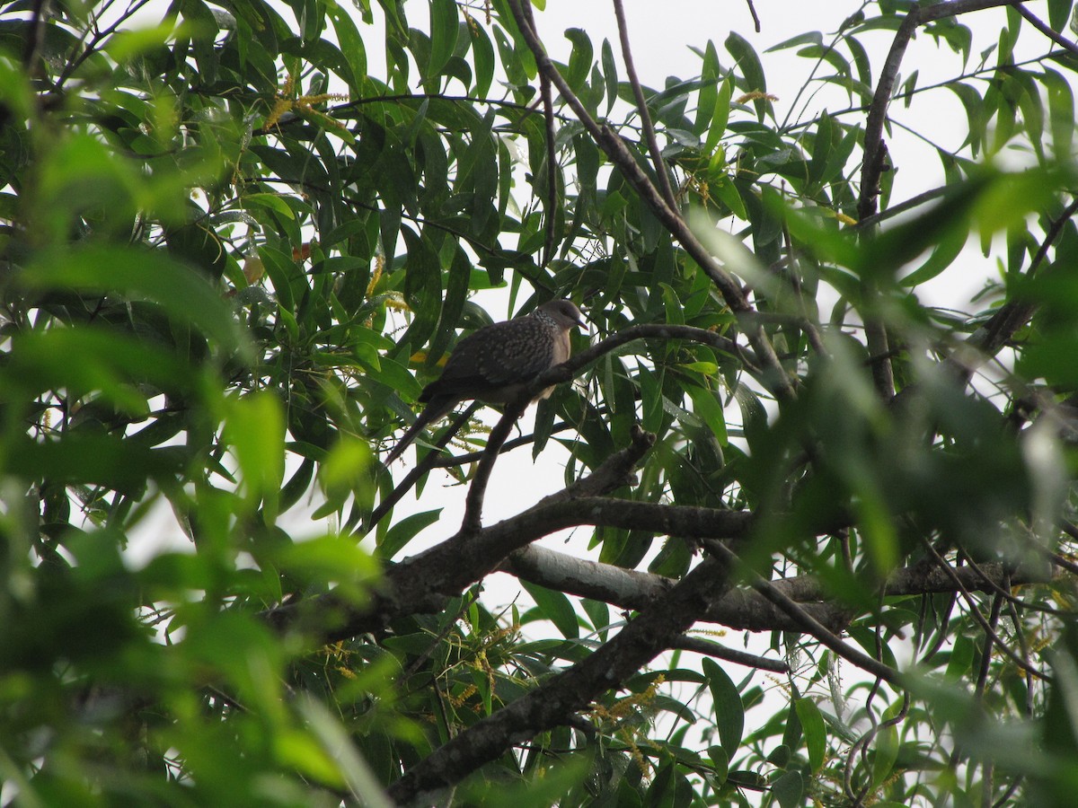 Spotted Dove - ML229487271