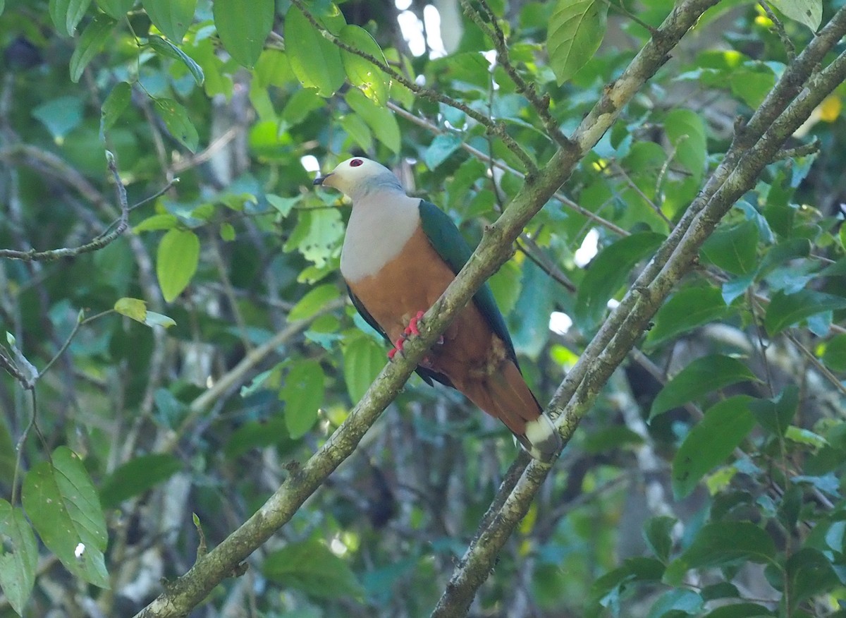 Finsch's Imperial-Pigeon - Stephan Lorenz / Rockjumper Birding Tours