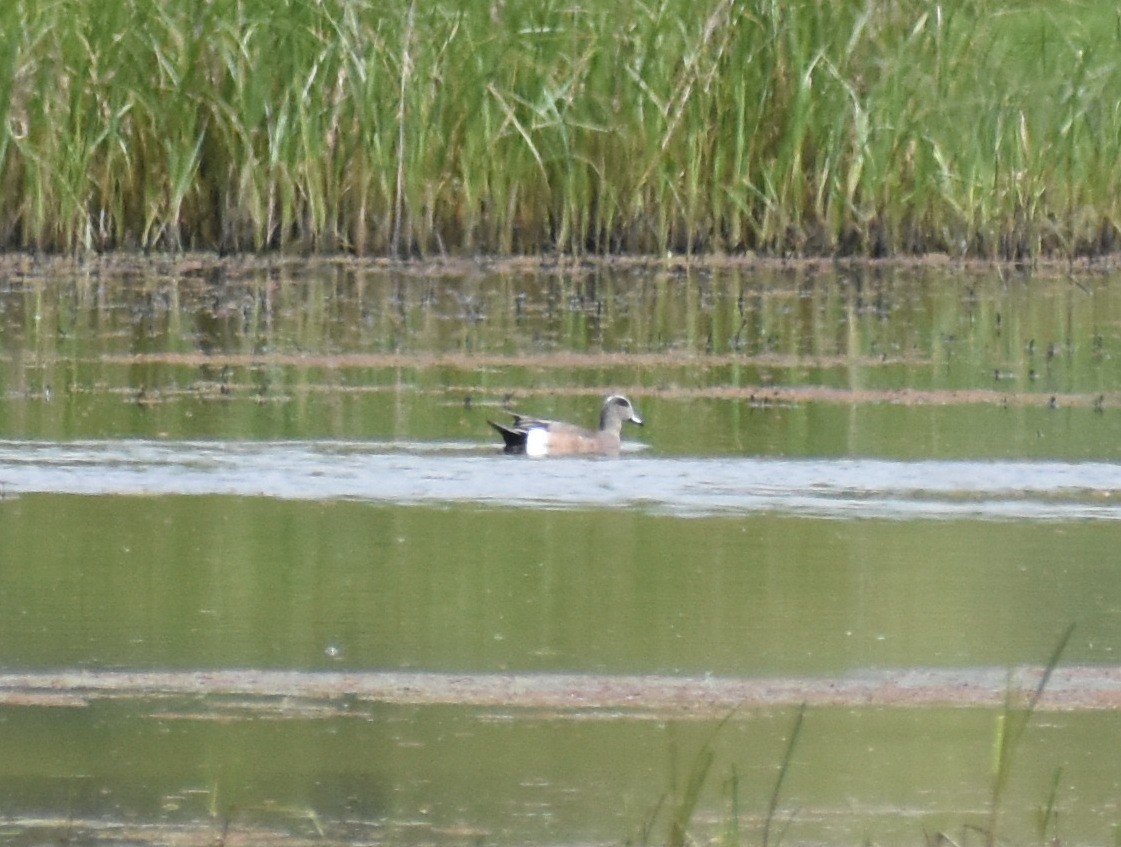 American Wigeon - ML229489451