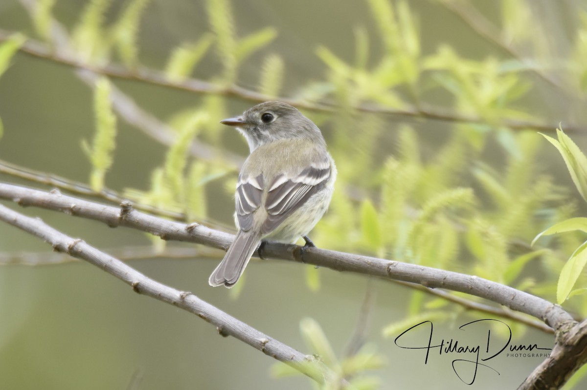 Least Flycatcher - ML229492041