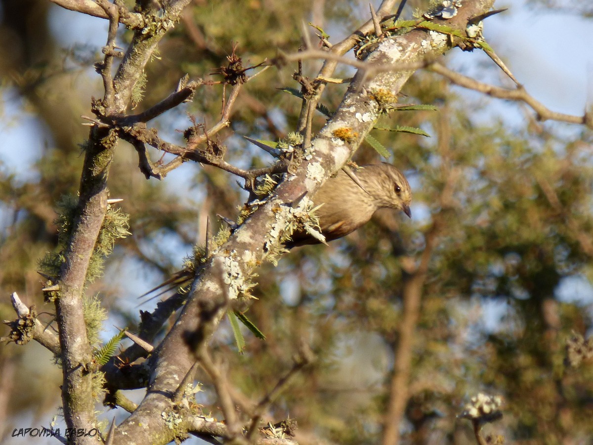 Tufted Tit-Spinetail - ML229492411