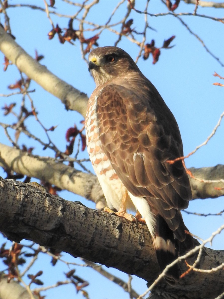 Broad-winged Hawk - Tina Toth