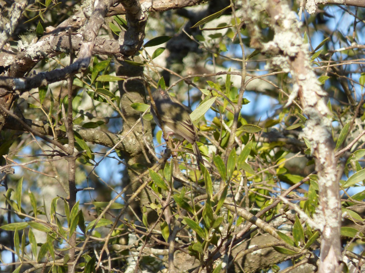 Pearly-vented Tody-Tyrant - ML229493081