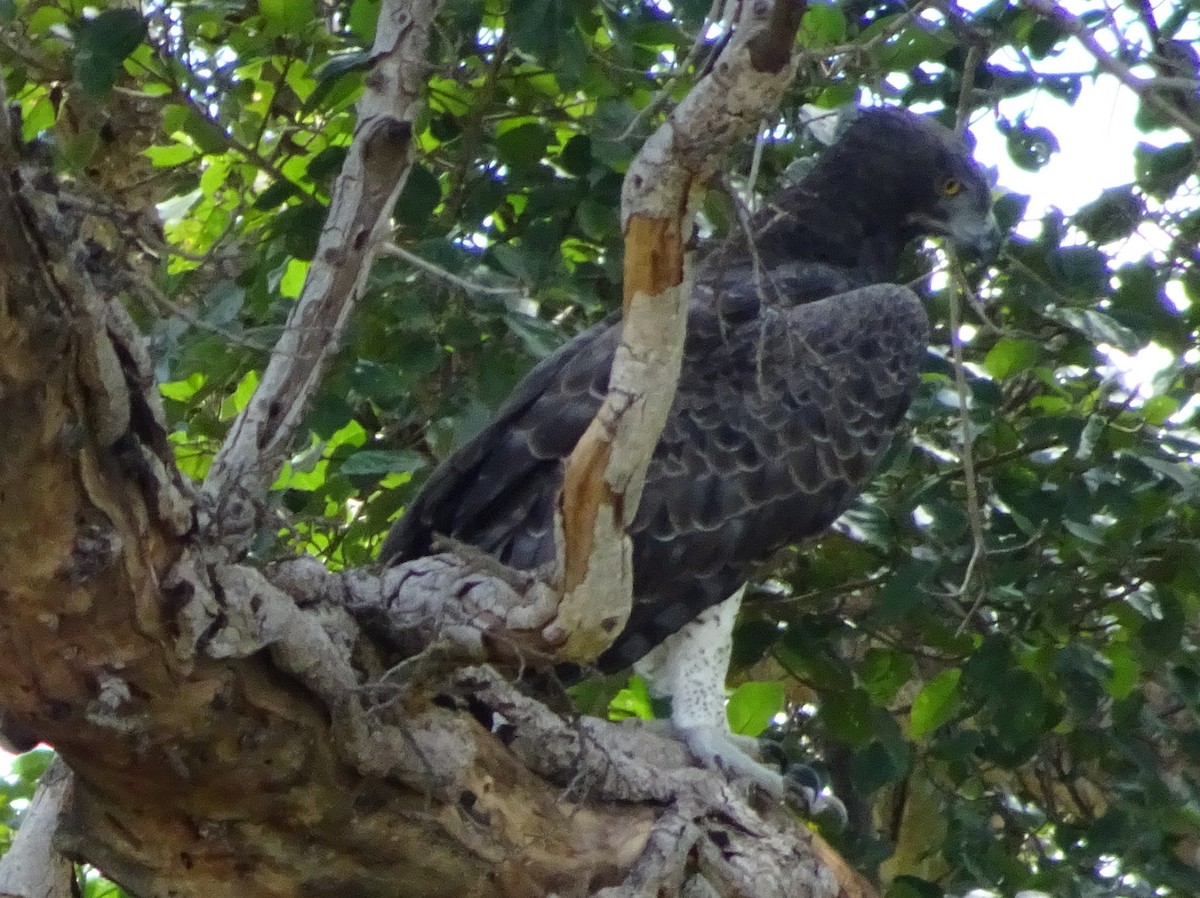 Martial Eagle - ML229493321