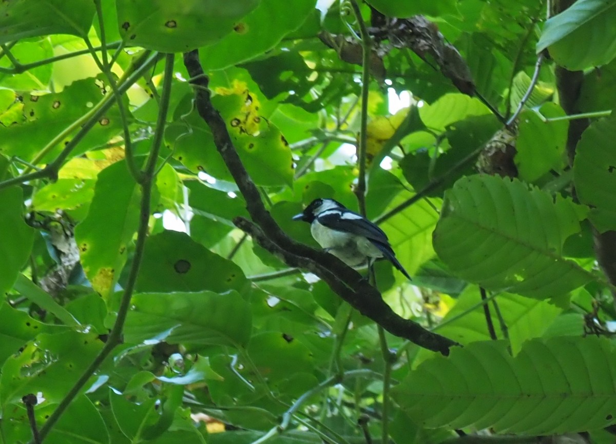 Black-tailed Monarch - ML229493771