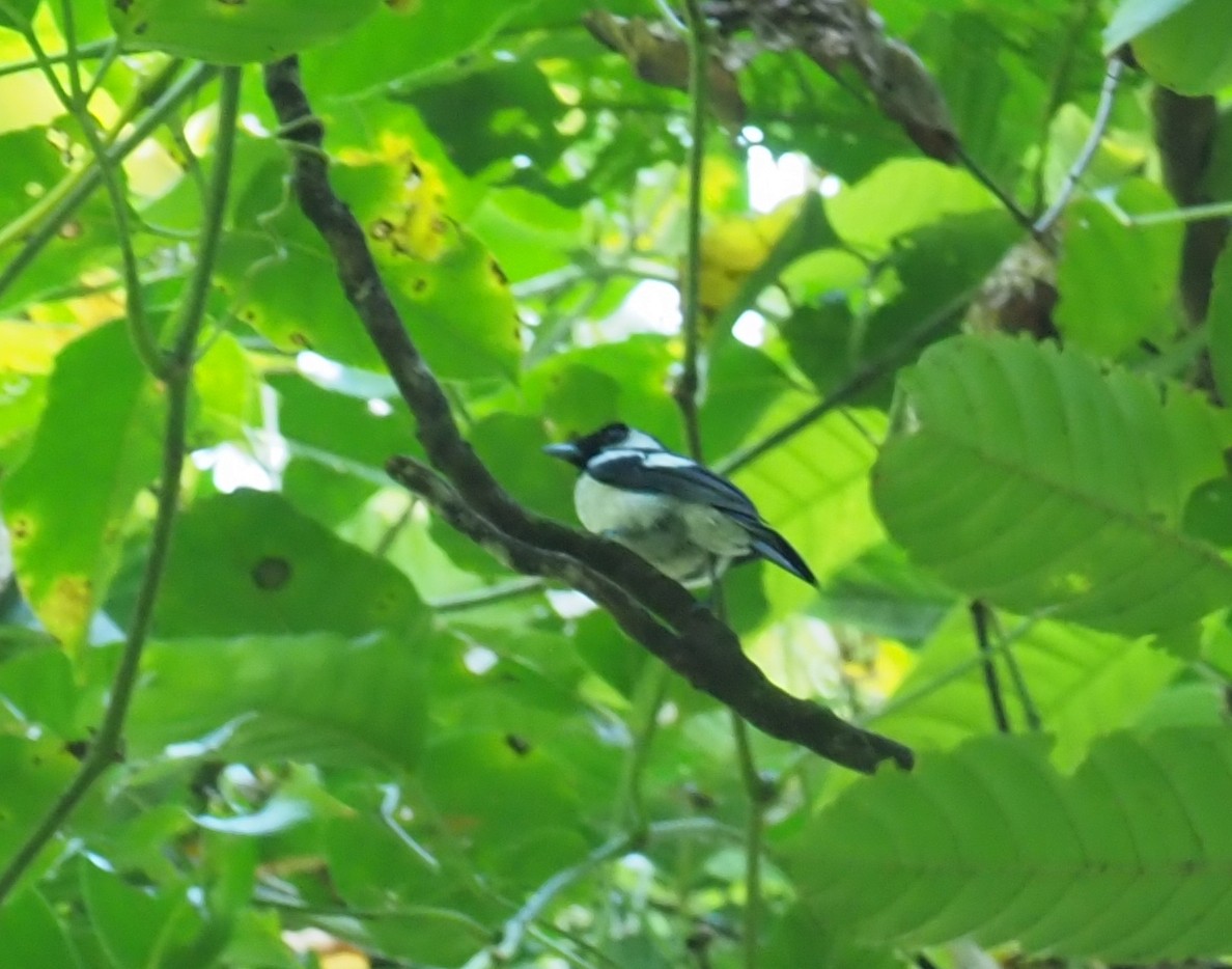 Black-tailed Monarch - ML229493841