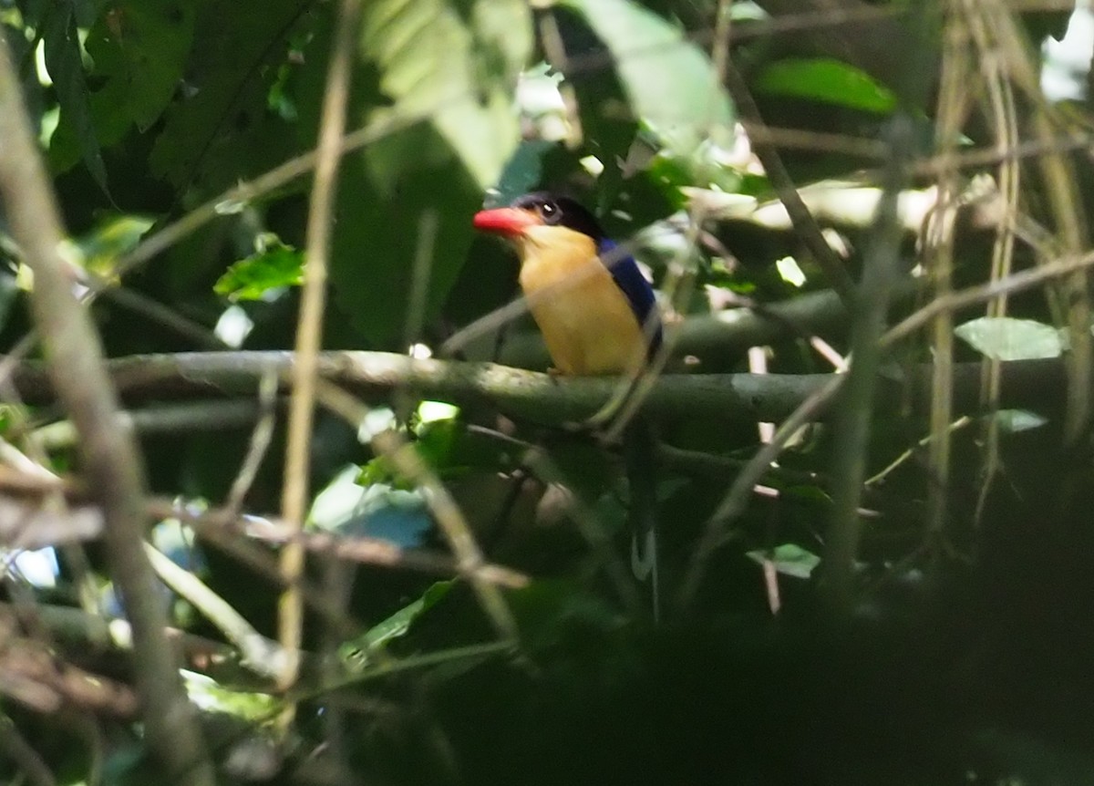 Black-capped Paradise-Kingfisher - ML229495681