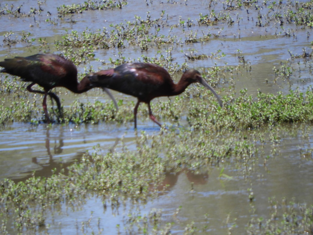 ibis americký - ML229495801