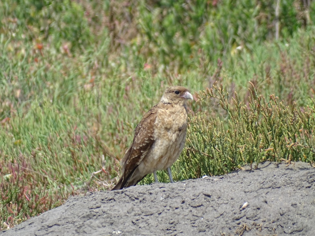 Chimango Caracara - Ernesto Guzmán